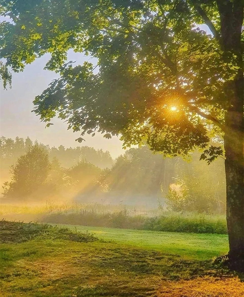 MirkoVasi2's tweet photo. Good morning, happy new week 🌞☕🍀🌳💛 https://t.co/tvSTnCdtB6