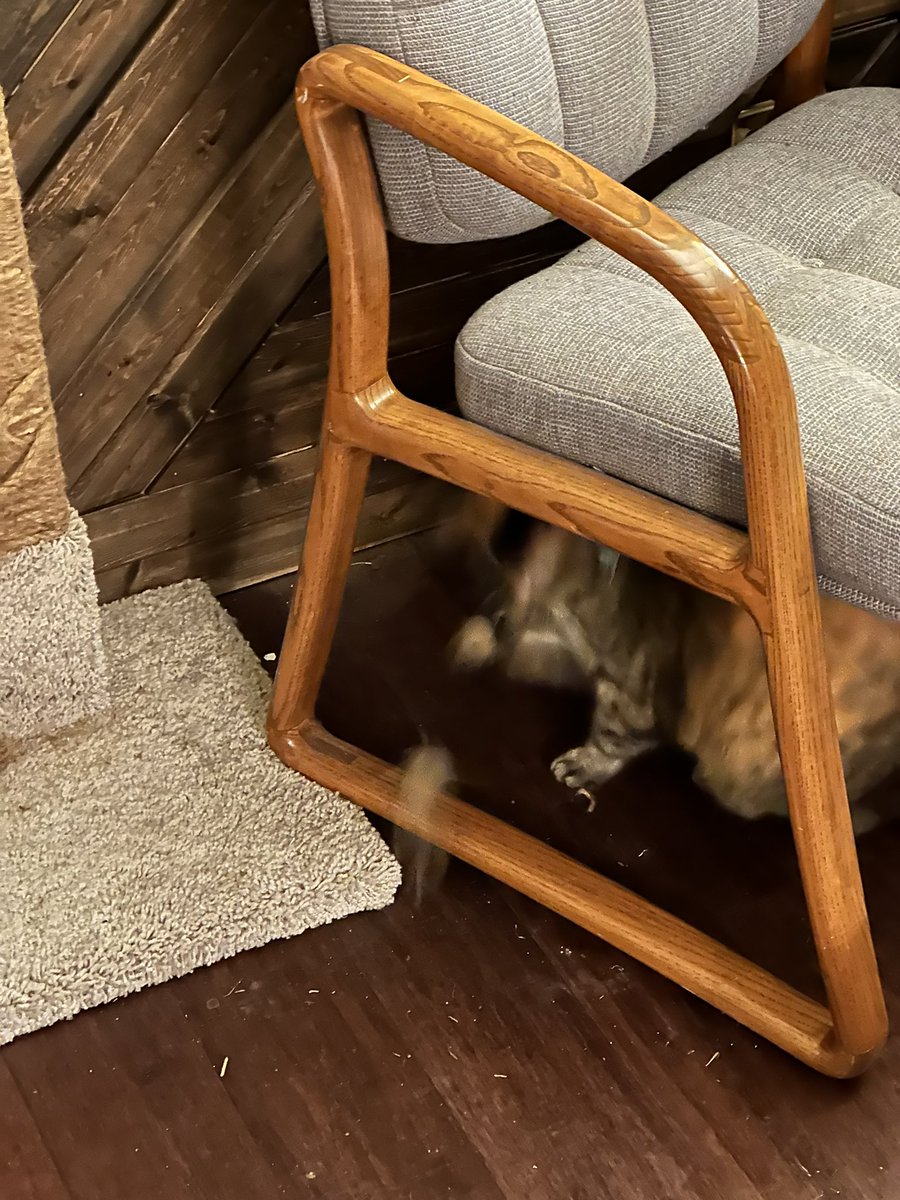 got this great action shot of the cat catching a mouse how was your day?