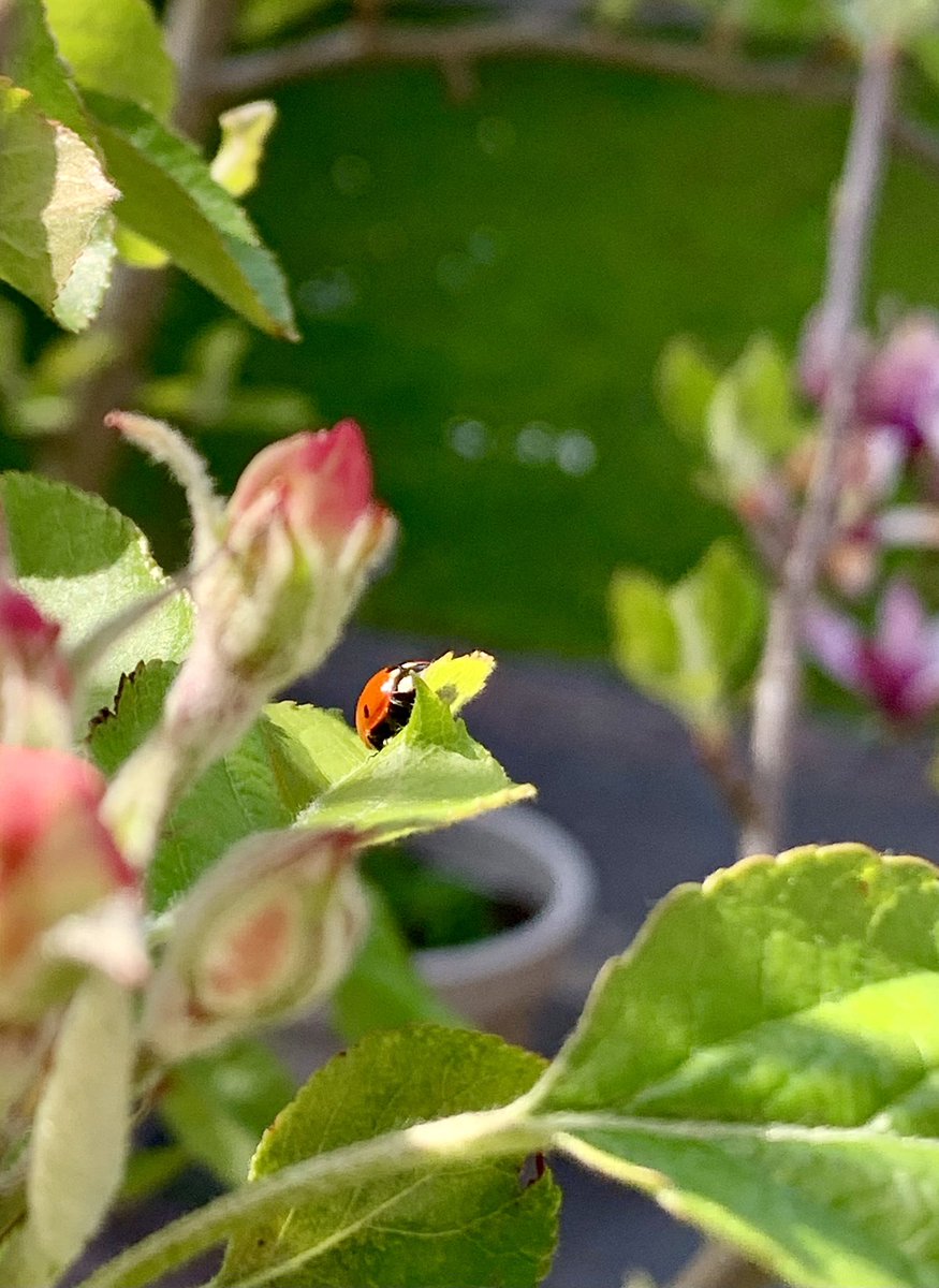 Ladybug