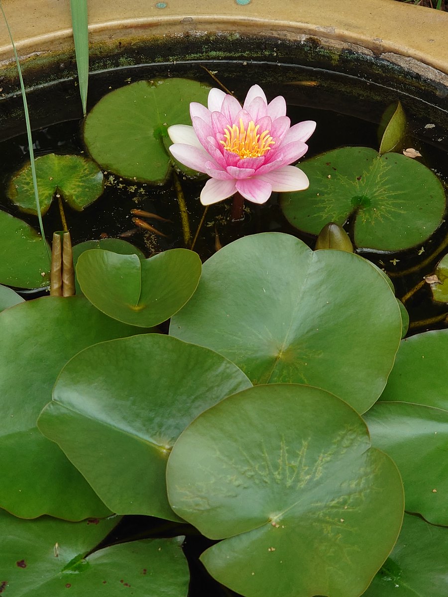 koji_principal's tweet photo. 5/1(月)　＃ルーフガーデン報告　
昨年5月、ルーフガーデンに設置した睡蓮鉢に睡蓮とメダカを入れて育てて来ましたが、今日美しい花を咲かせてくれました。丁度生徒が見に来たので、ハスは呼吸のために葉から取り込んだ酸素を全身に送るためにレンコン（地下茎）に穴が開いていることを伝えました。 https://t.co/UMr9tVu0Cd