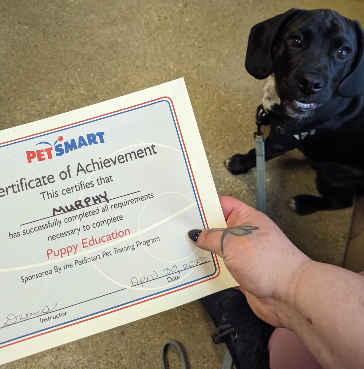 Murphy graduated puppy class today! He is the bestest and smartest and handsomes...  #dogsoftwitter #Puggle UKDogOwner.co.uk/dog-breeds/Pug…