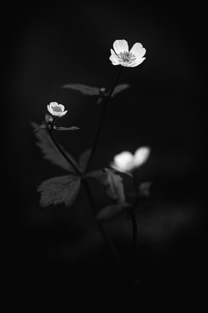 Quelle élégance !

#fleur #flower #bnw #photography #picoftheday
#minimalism #fsprintmonday #photographie #Flowers #bnwphotography #photooftheday