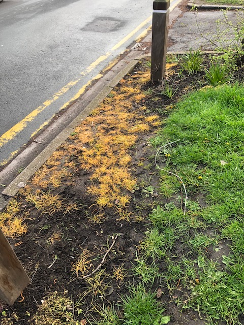 Community planting of lavender and daffodils in 'grass' verges has been repeatedly mown over and sprayed with herbicide. We have tried to bounce back each time, but there comes a point when you have to admit defeat. This is a thorough dowsing. 
<a href="/Hullccnews/">Hull City Council</a>