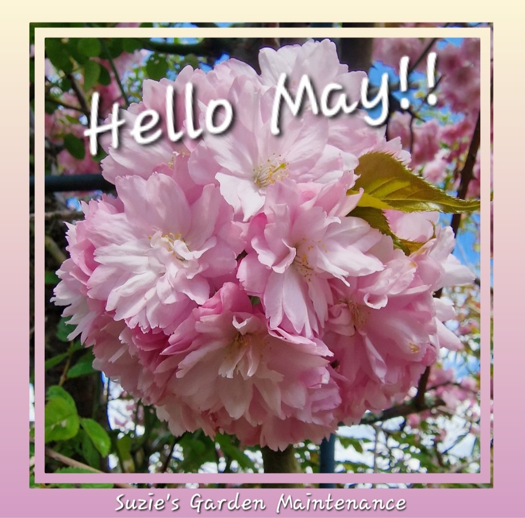 Gardener_Suzie's tweet photo. ๐ณ ๐ฟ ๐ธ Hello May ๐ธ ๐ฟ ๐ณ
Spring (March, April and May) is a time for sudden rain showers, blossoming trees and flowering plants.
#Springtime #SpringSeason2023 #Garden #Gardening #May #Blossoming #Trees #Flowers #Weather #Rainyday #Showers #Sunshine #BankHolidayMonday #Essex https://t.co/98Uh6trb21