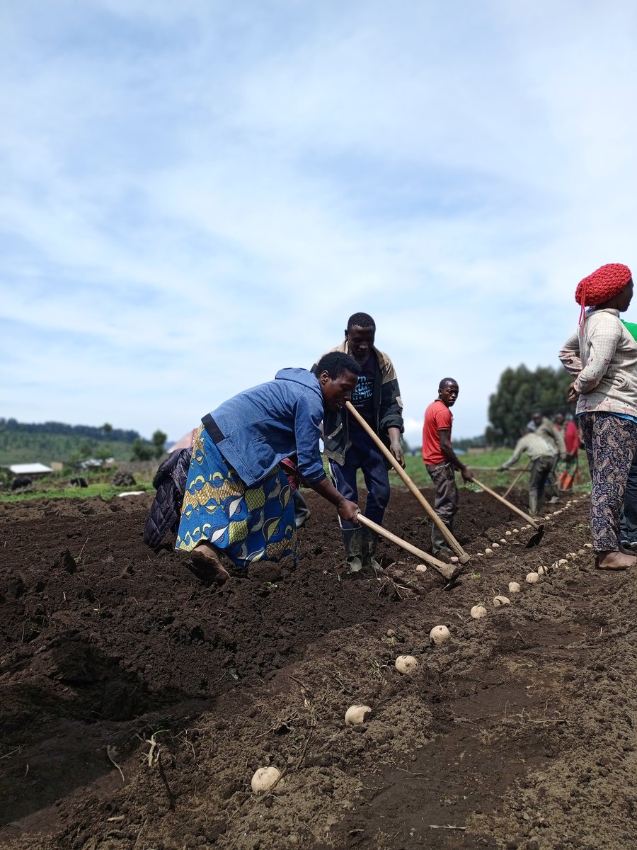 SDGP Potato Value Chain Project Rwanda tweet media