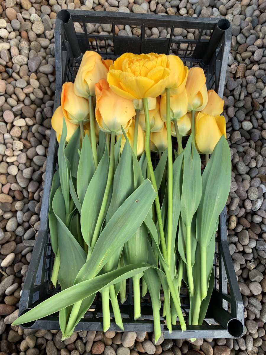 Continibites's tweet photo. #ContiniKitchenGarden doesn’t just grow food. #flowers #dressing #sustainable #seasonable #TheScottishCafe #tulips (heritage variety from the #Amsterdam tulip museum) #dining #Edinburgh @NatGalleriesSco https://t.co/J94IdSe6fl