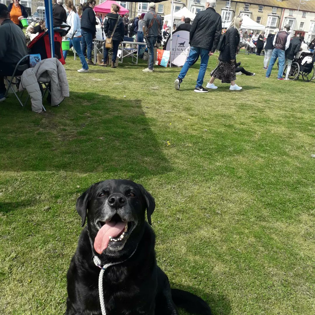 lab_wiggins's tweet photo. Mawnings pals,
We did go to #StruttYourMutt in #Lowestoft yesterday.
I tried different foodables, and we have decided upon #Skinners
Dis is the best photo of der day, yep it's me https://t.co/w8dozPqb6K