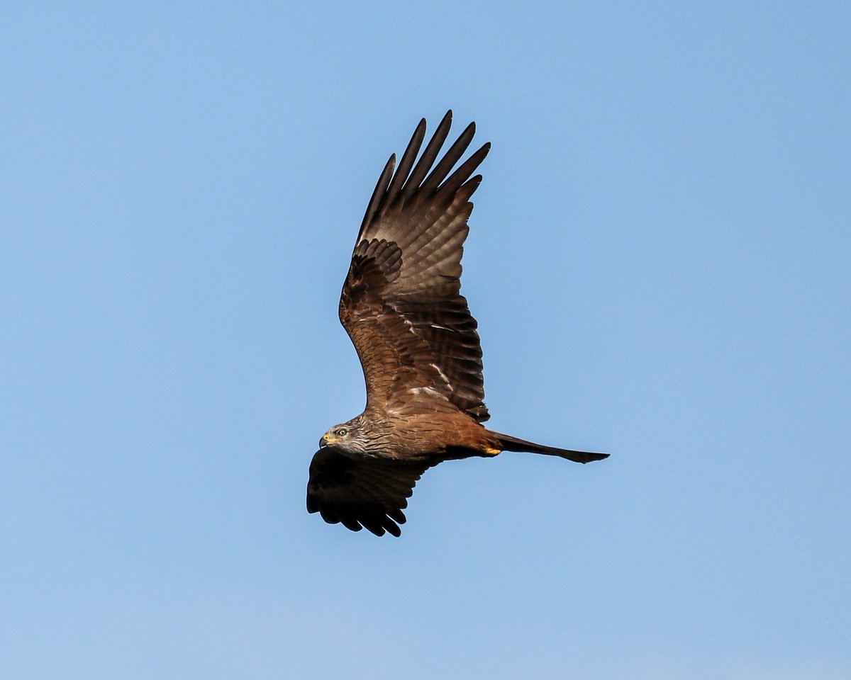 GenBWild's tweet photo. Black Kite (Milvus migrans) 🖤 https://t.co/F0aGExHwMJ