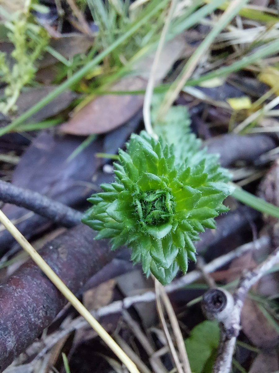 alliance_forest's tweet photo. Some of the threatened plants found by our awesome citizen science team out at Mt Stirling on Taungurung Country last week.

Head to our website for the full details on what we found (for all the plant nerds out there!)>> https://t.co/U8FcBF8s9h https://t.co/aZiz2owKIq