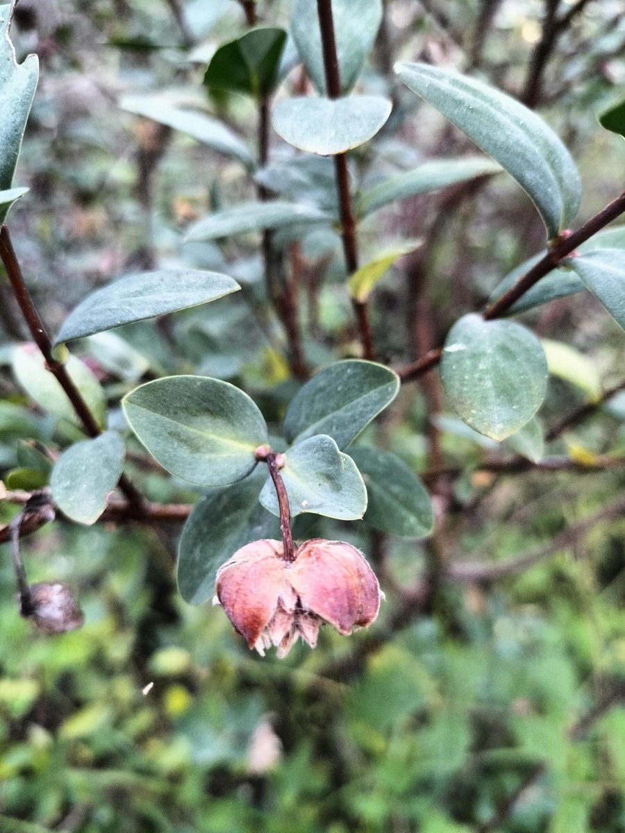 Some of the threatened plants found by our awesome citizen science team out at Mt Stirling on Taungurung Country last week.

Head to our website for the full details on what we found (for all the plant nerds out there!)>> victorianforestalliance.org.au/vfa_survey_tea…