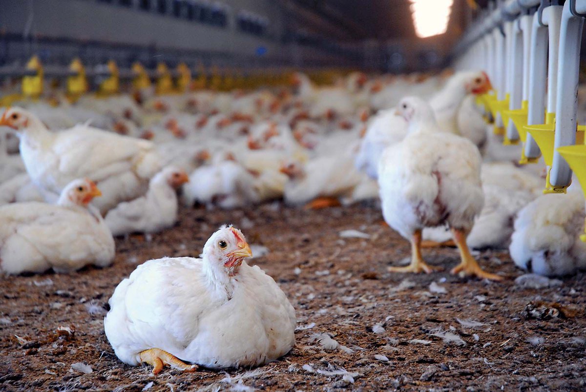 jamesmuoki018's tweet photo. Food safety: Poultry processing ensures that the meat is safe for human consumption by removing any potential sources of contamination, such as pathogens, dirt, and feathers. #LabourDay
#Ukraine #Maandamano #universityofeldoret #sellinmay #azimio #Ruto #only15 #kisumu https://t.co/hDdHG5T24z