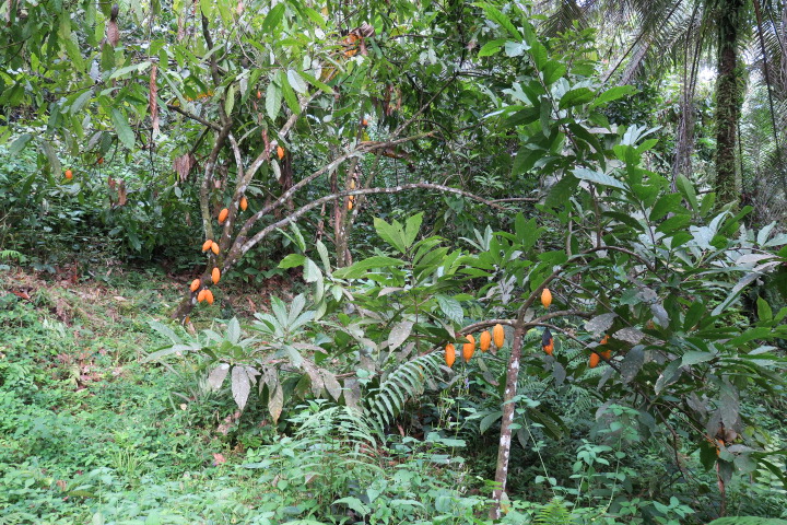 In their search for #food Cross River #gorillas may leave their usual ranges, especially when food is scare, either to search in other parts of the forest, or to visit the lowlands where they can come into conflict with farmers.