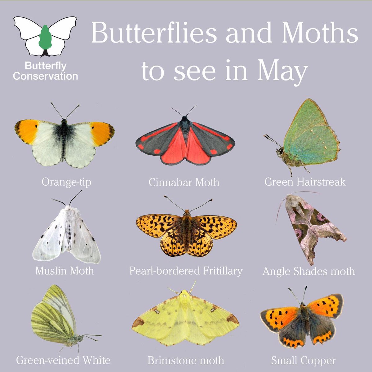 savebutterflies's tweet image. It's May, which means more brilliant butterflies and moths to spot in your gardens and local green spaces 🌷🦋

Sign up to our E-newsletter to discover more species to look out for and how to attract them to your garden 👉  butrfli.es/2Td2KQg

#SaveButterflies #MothsMatter