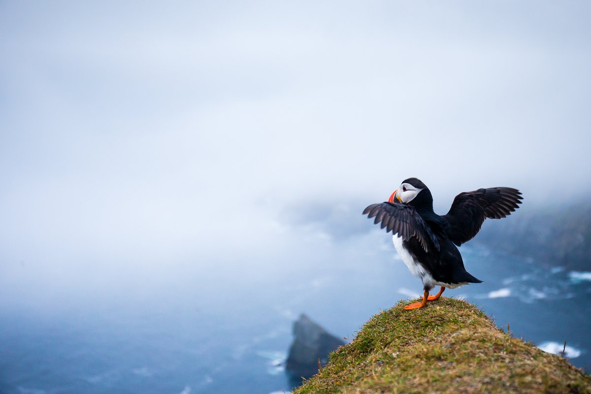 Hey All! It's #BankHolidayMonday and May 1st meaning it's only a few weeks till a busy puffin season kicks off for me. To celebrate throughout the day, I'll be sharing a few of my favorite images from my time with these amazing seabirds.