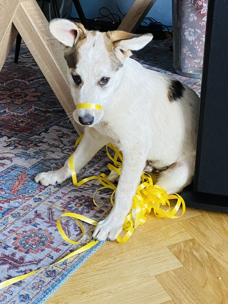 graefin_g's tweet photo. Was? Wieso? Ich war nicht an der offenen Lade, wie kommst du denn bitte darauf?
#inflagranti
#oscarthedog https://t.co/ycHy4ViDwT