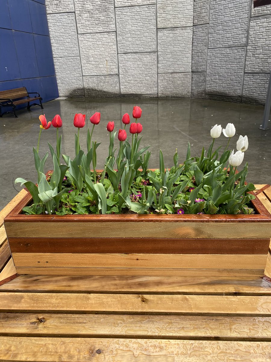 ozangezginci's tweet photo. #bahar #spring #birmayis #1mayıs #baharbayramı #1MAYIS2023 #1Mayısiscibayramıkutluolsun Biz ve Bizim gibiler baharı ,Emeği ve Emekçiliği Kutlarız 1 Mayıs ta kimsenin Kafası karışmasın herkes kutluolsun #may #onemay #1may https://t.co/NrWVx711AP