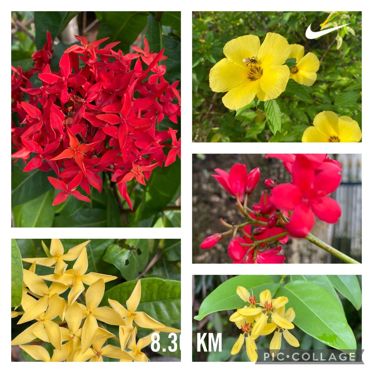 Spotted on my jog today..Red&Yellow ❤️💛
How time flies. I was reminded by friends that we have a race on 14th May @MWM 2023 which means I have about 13 days to get fit and burn the Raya fat etc. Oh well..it is what it is 😃
#liveUsana #startsomethingnow