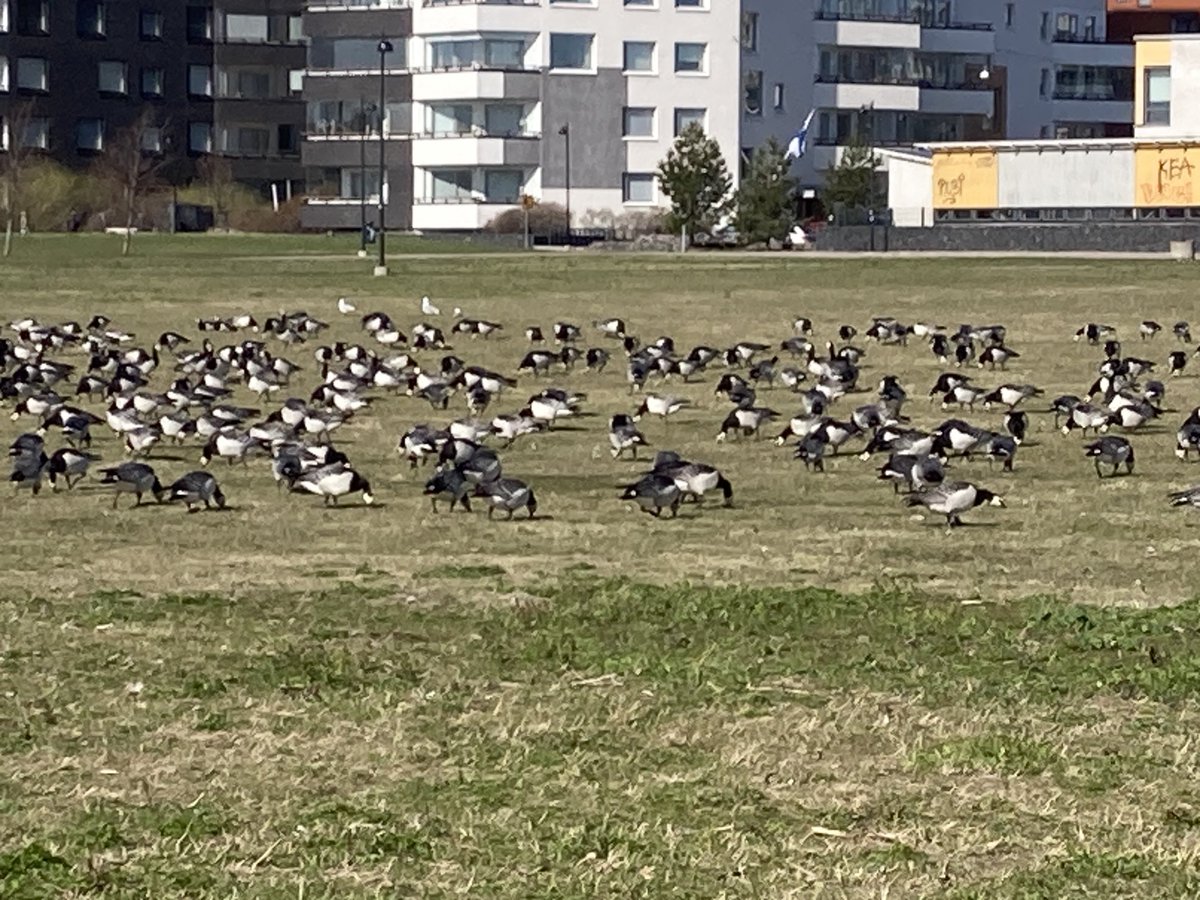 It’s tradition for many in #Helsinki to put on their graduation caps & go to the park and picnic with friends & family on 1st May.
These white cheeked geese seem to have got the message

#BirdsSeenin2023 https://t.co/L3Rc5xqfV8
