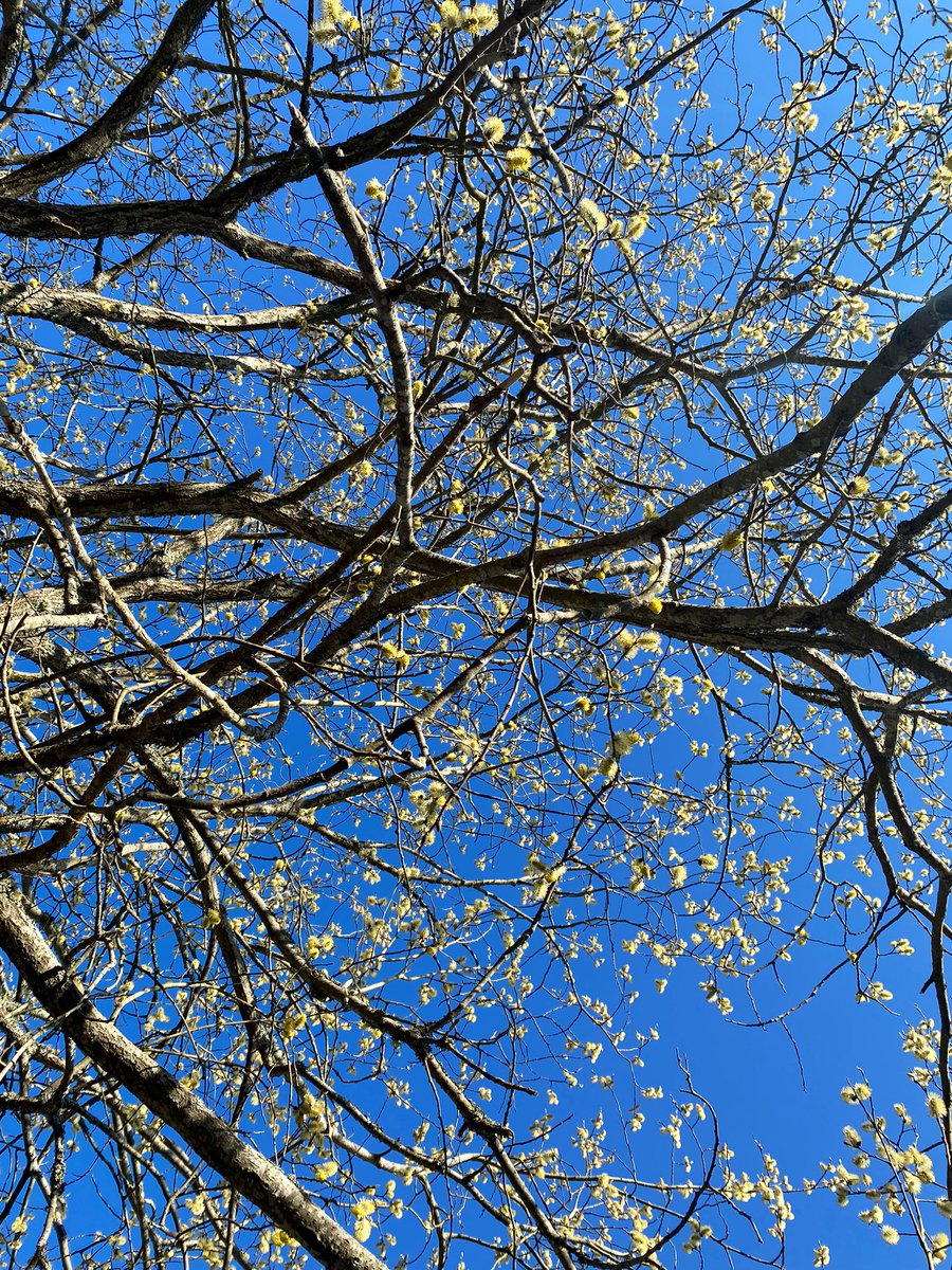 ilarisaaksjarvi's tweet image. Elämän puu 🐝🐝. Nyt kannattaa mennä kukkivien pensaiden ja puiden alle…ja sulkea silmät hetkeksi. Satojen kimalaisten ym. ”pörriäisten” 🤗 iloinen surina kertoo olennaisen: Maapallolla elämä ylläpitää elämää 💚🌎. Hyvää vappua! #biodiversiteetti #pölyttäjät @UniTurku @SBiodiful