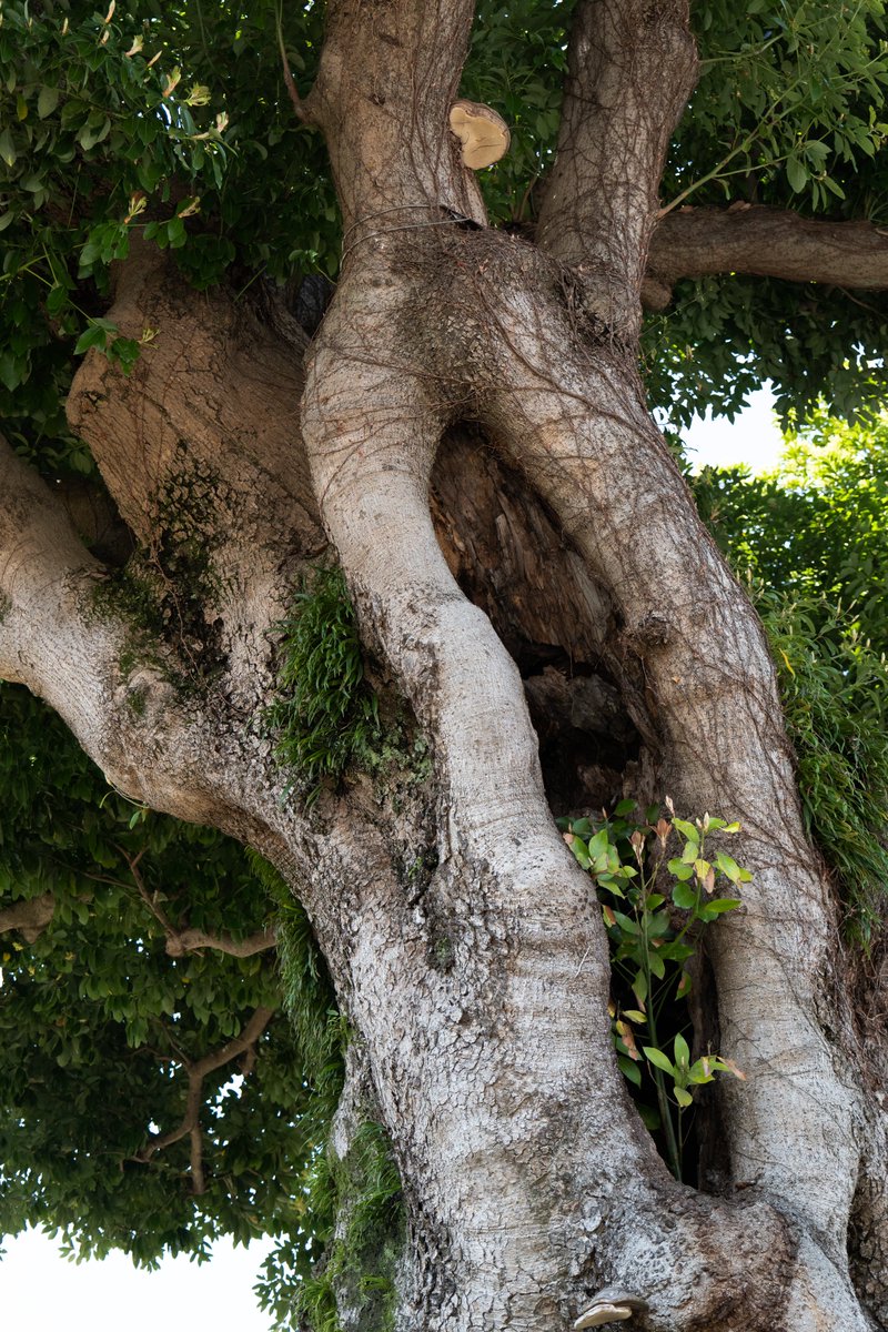 nagyi8701's tweet image. 木が根っこ
木の根っこ
#写真 #木 #根っこ #LUMIX