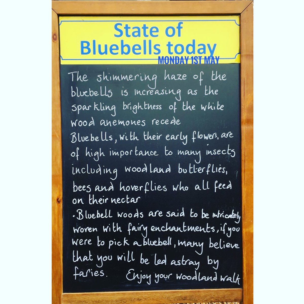 bluebellwalk's tweet photo. The shimmering haze of the bluebells is increasing as the sparkling brightness of the white wood anemones recede.
Bluebells, with their early flowers, are of high importance to many insects including woodland butterflies, bees and hoverflies who all feed on their nectar. https://t.co/S7dA4w77yA