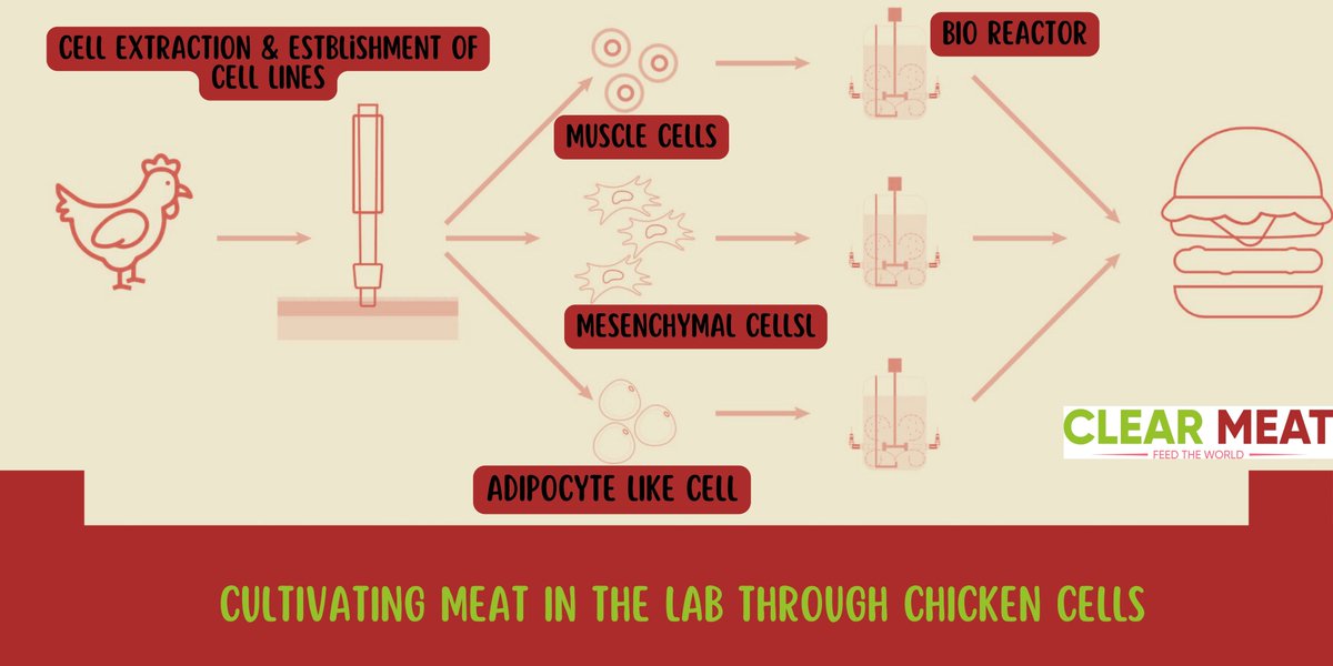 SOON THE CELL-BASED CULTIVATED MEAT WILL BE ON THE DINNER TABLE #Sustainability #NetZero #crueltyfree #nongmo 
<a href="/AmitShah/">Amit Shah</a> 
<a href="/PMOIndia/">PMO India</a> 
<a href="/narendramodi/">Narendra Modi</a>