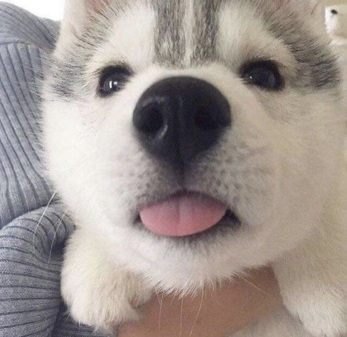 wts hoon tuspout bundle husky