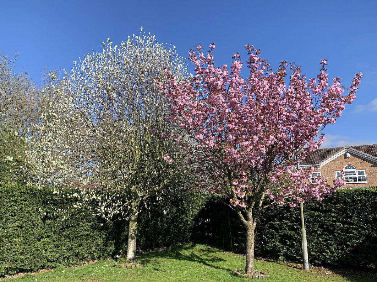 Happy May Day, no emergency here just his and her trees