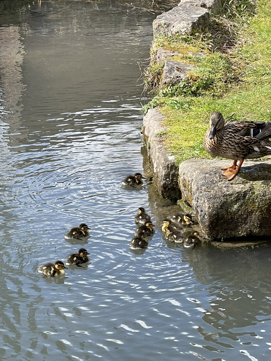 Walk this MAY!  Bring the family for a lovely walk along Cromford canal 🦆follow the trail 🥾 🥾 drop down Intake Lane and call in at Oakhill Hotel 💛 🐿️ #cromfordcanal #highpeaktrail #cromford #derbyshire #derbyshirelife #derbyshiredales #peakdistrict #visitpeakdistrict