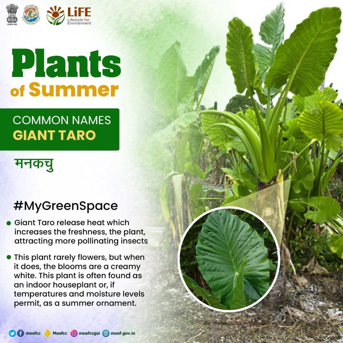 Make your summer refreshing by planting #PlantsofSummer in your indoor and outdoor spaces! #MyGreenSpace #ChooseLiFE #MissionLiFE