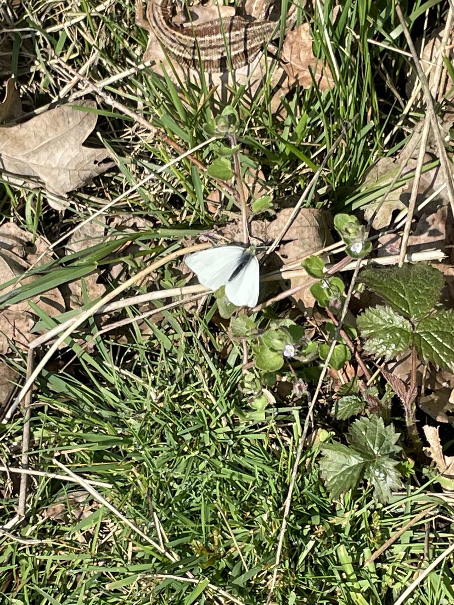 First record of Green Hairstreak at Smeeth Sandpit yesterday. Also what I thought was a Small White Butterfly which appeared to be sunbathing upside down? Wings bright white and curved upward. (Also a lizard enjoying the sun at the top of picture). <a href="/BCKentBranch/">Butterfly Conservation Kent & SE London</a>  <a href="/kent_field/">Kent Field Club</a>