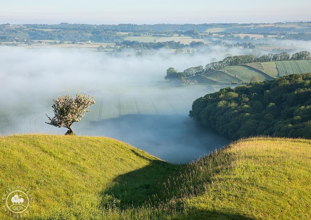 guyedwardes's tweet photo. A lone hawthorn in bloom on the rolling downland of Cranborne Chase.

© Guy Edwardes Photography

#cranbornechase #springlandscapes https://t.co/9xn26mcbaB