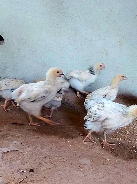 JosephLubamba4's tweet photo. La poule Sussex disponible à Kinshasa..
Whatsapp :243815736271 https://t.co/xEdfM0OOTT