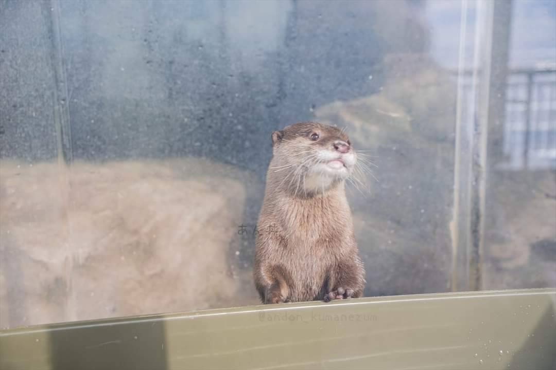 In Otter News.... tweet media