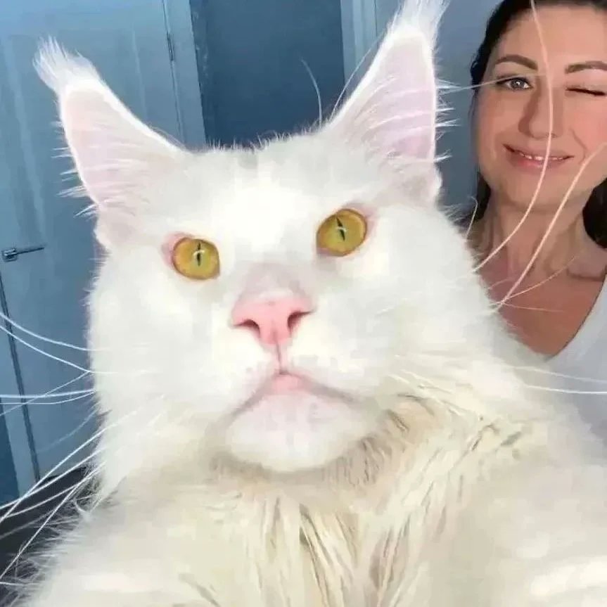 LoversMainecoon's tweet photo. 👫 Tag a friend
#mainecoone #mainecoonlovers #mainecoonkitty #cat_features #mainecoon_feature #cat #majesticcat #cat_of_world #mainecoon #mainecooncats #mainecoonworld #greycat #mainecoonhouse https://t.co/QiJcP0oxNl