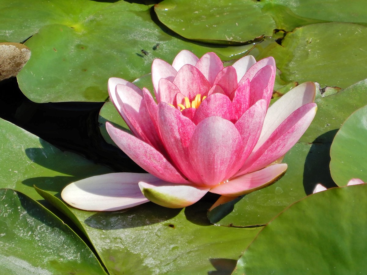 蓮池で #スイレン が咲き始めました💕 水面に浮くように咲く、ピンクや