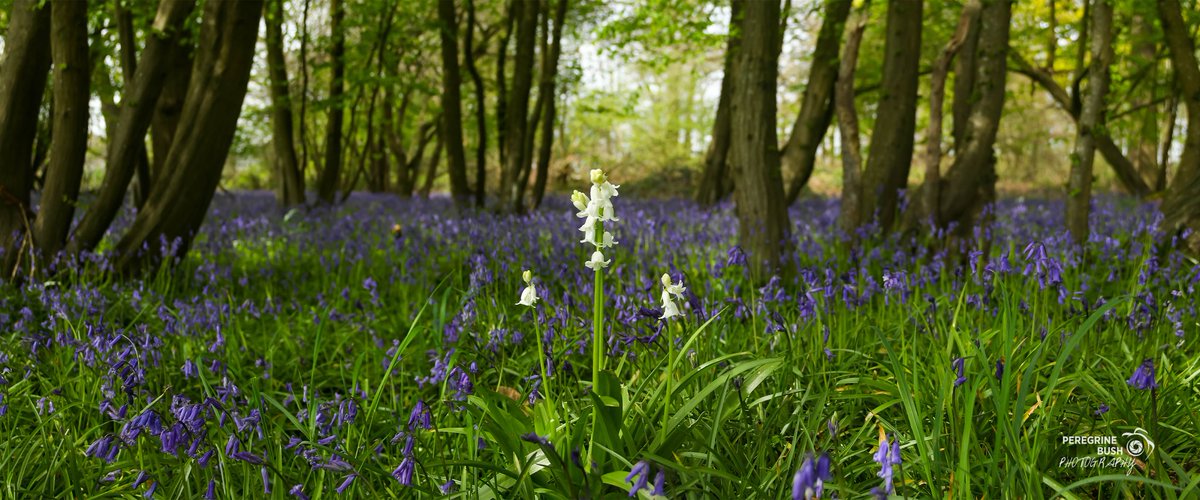 Some beautiful Bluebells in the woods near #Freston #Suffolk #Bluebells @suffolkwildlife @SuffolkAONB @ip_swich @allaboutipswich @WoodlandTrust