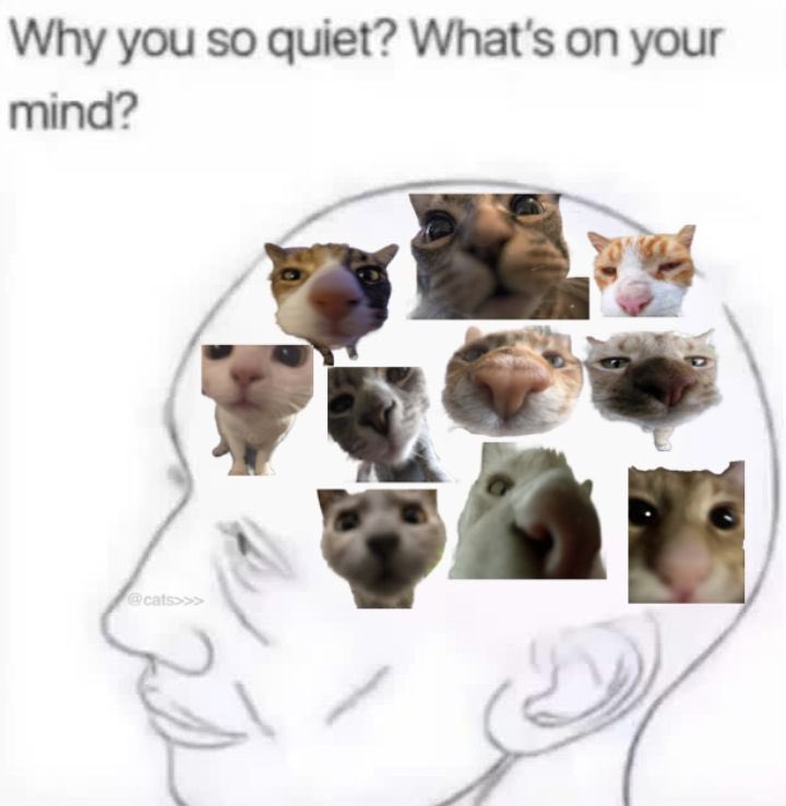 cats who share one braincell (@catbraincell) on Twitter photo 