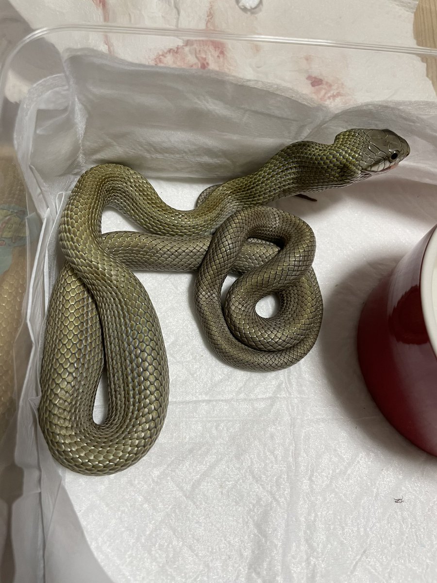 Amphisp1's tweet image. 田舎の蛇屋さんのせいで無事アオダイショウ沼にハマっておるわ笑