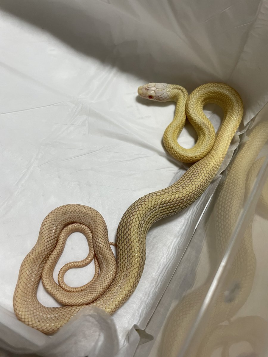 Amphisp1's tweet image. 田舎の蛇屋さんのせいで無事アオダイショウ沼にハマっておるわ笑