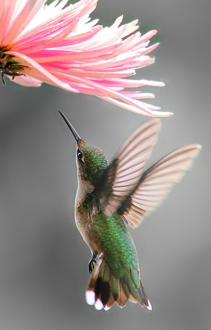 Some pictures are sometimes pretty. tag your friends who loves  #hummingbird