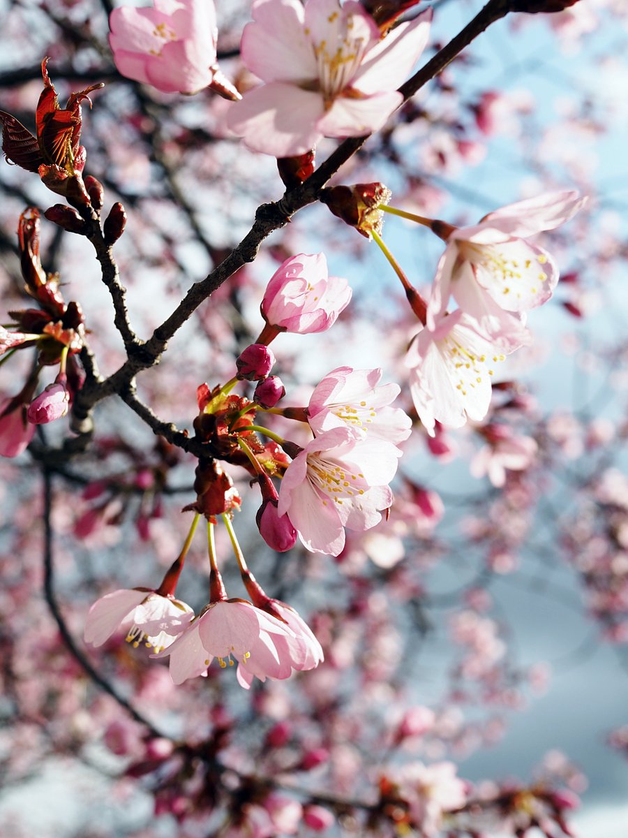 Kylän ylpeys ja kevään kuvatuin puu on vihdoin aloittanut kukintansa #salonkaupunginkirjasto'n edessä. 🌸 

<a href="/salonkaupunki/">Salon kaupunki</a> #visitsalo #rusokirsikka