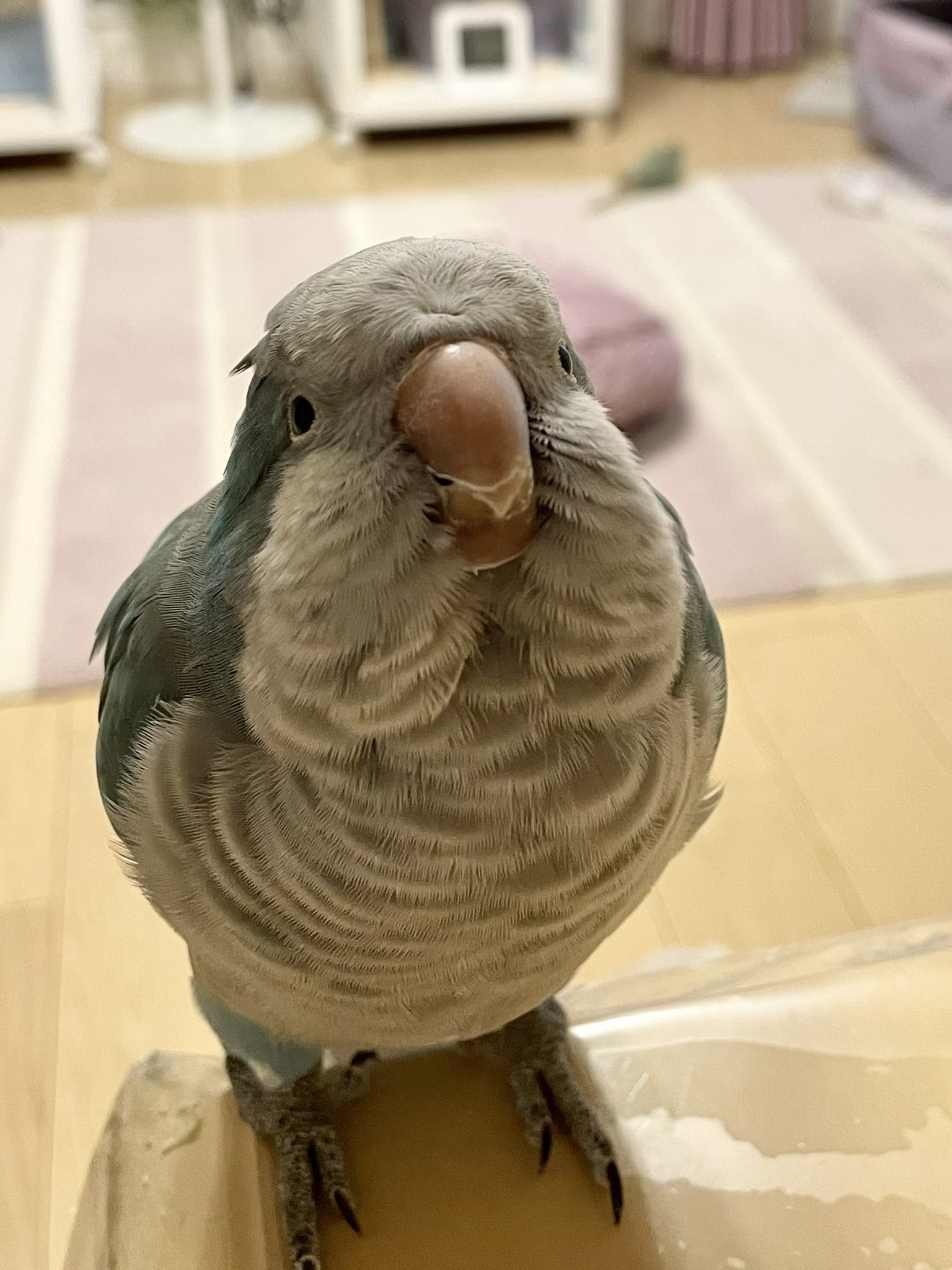 お買得！】 デカゲロオスギ 新品 インコ ルアー用品 - airedynamics.com