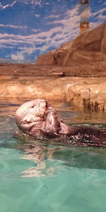 もう日本に3頭しかいないらしいラッコさん… ポロさんは水族館でラッコさんが一番好きやから悲しいな  リロくん(ラッコさんのお名前)、長生きしてね!