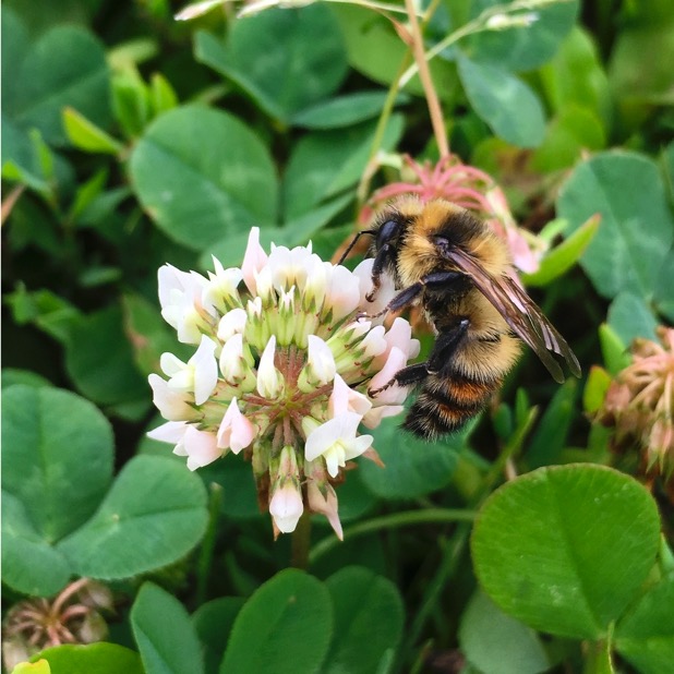 Blue Thumb tweet media