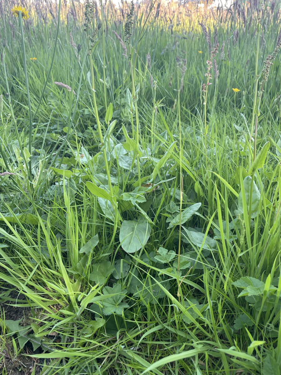 We’re always asked by people walking past, why don’t you cut the grass? Your garden looks so untidy! 
We leave the garden to grow natural till the end of April, why? Botanicals of course!
#botanicals #garden #isleofskyedistillers #mistyislegin #spiritofskye