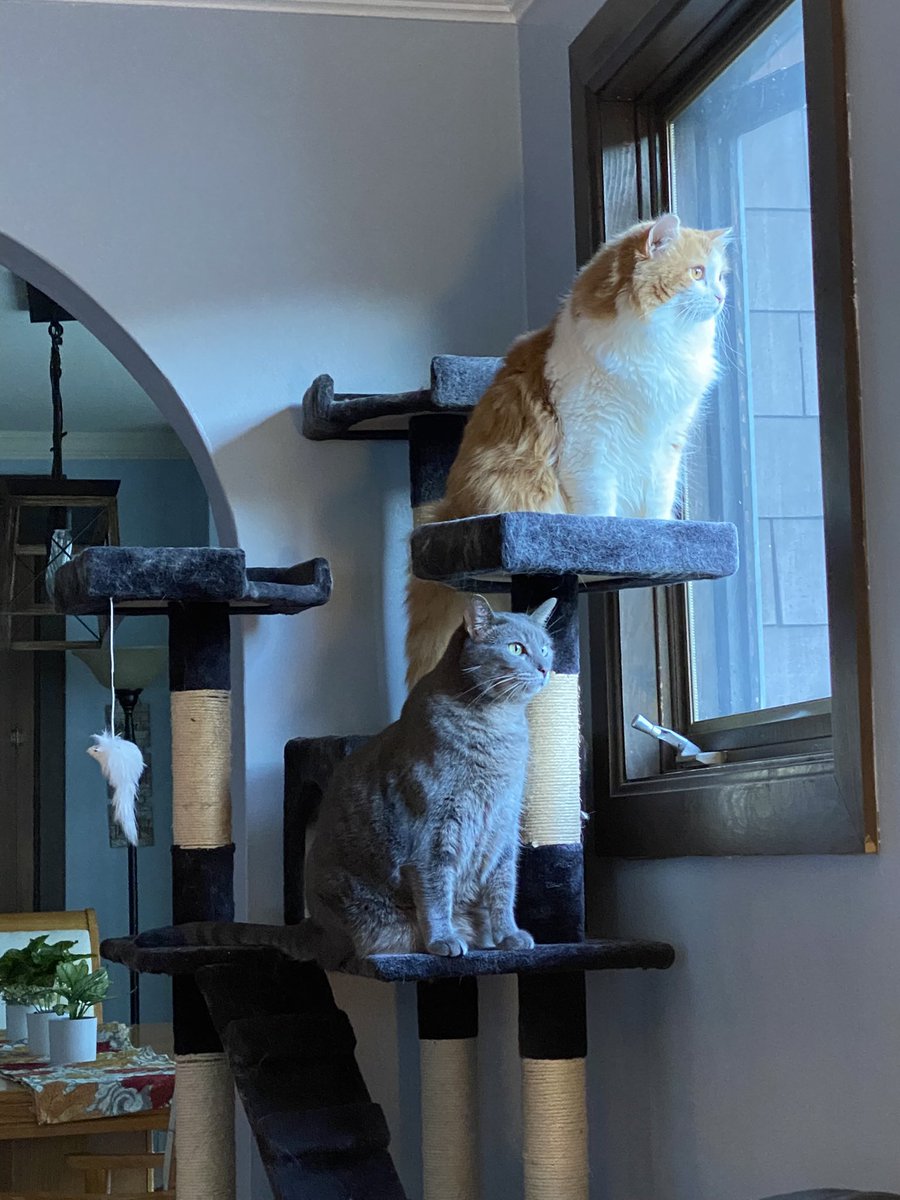 completelycarly's tweet photo. @NikkiTheDuck_ Charlie (orange boy) is my boy. He follows me around the house like a little shadow, never more than a few steps away. Trouble (or BB as we usually call her) is super independent but also wants the most love and has the strongest purr https://t.co/HbWp0ynuXm