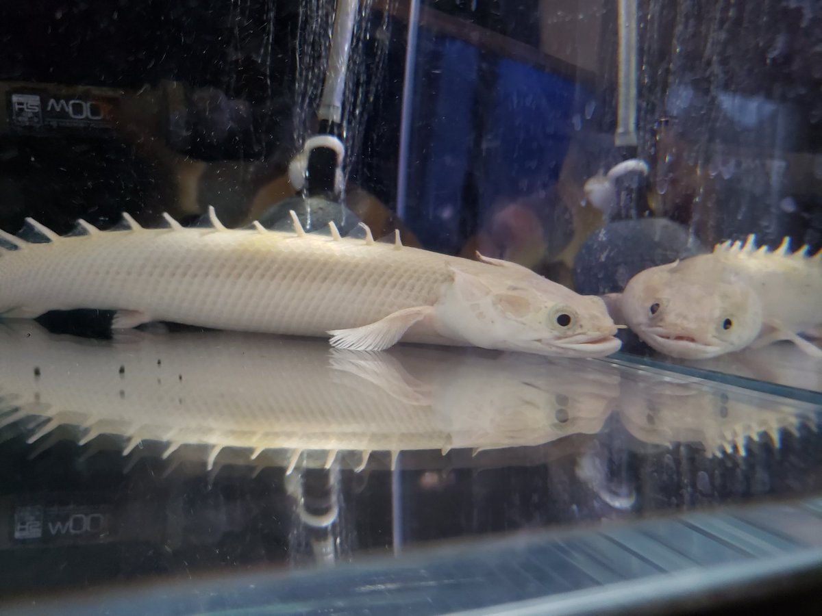 かわいい顔チェックしてる

 #エンドリケリー
 #プラチナエンドリケリー  #プラチナ
 #古代魚  #淡水魚  #アロワナ
 #アクアリウム  #aquarium