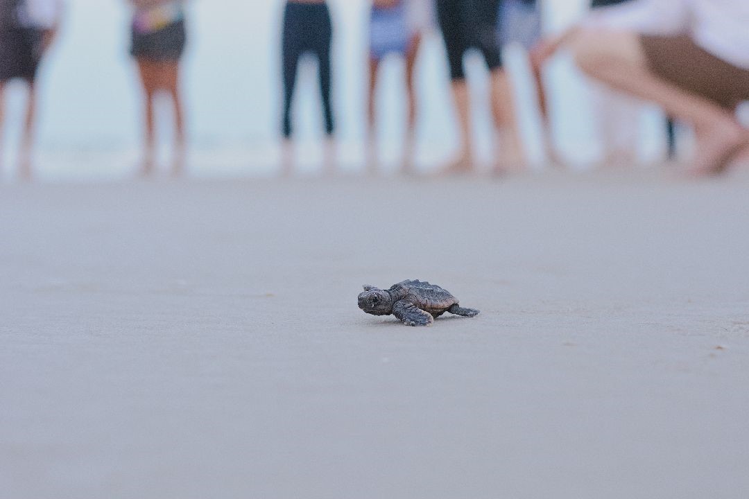 SJCBeaches's tweet image. Sea Turtle Nesting Season Begins Today!🌊🐢

From May 1 to Oct. 31, St. Johns County staff will close vehicular beach access gates at 7:30 p.m. and reopen them at 8 a.m. to allow nesting sea turtles to have a safe beach throughout the night.

#SJCBeaches #SeaTurtleNesting