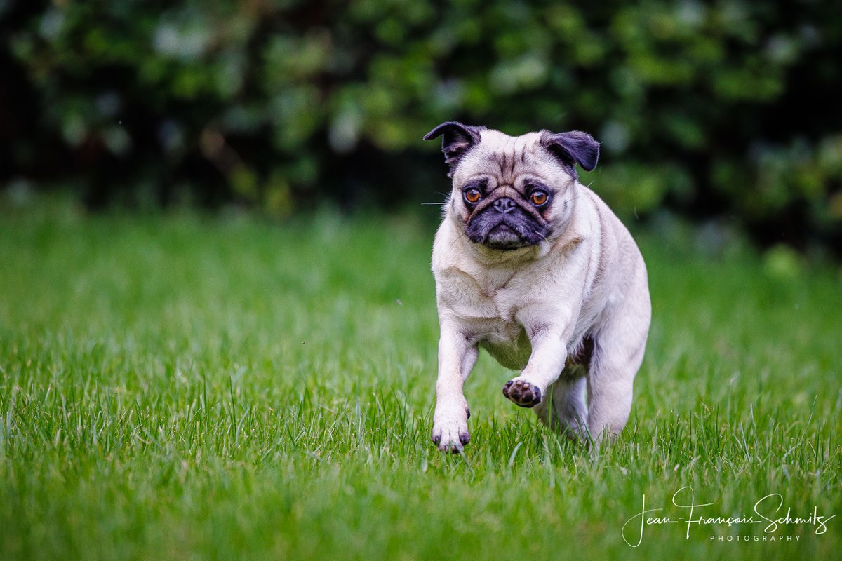 Giving the Canon R5 - RF 70-200 2.8L IS combo at shot with our pug Aida 🐶 😎 
#pug #puglife #puglove #pugworld #pugoftheday #pugnation #puglover #mops #puglovers  #love #pugmania #pugloversclub #carlin #canon #canonrf #belgianphotographer #rf70200 #canonr5 #animalphotography